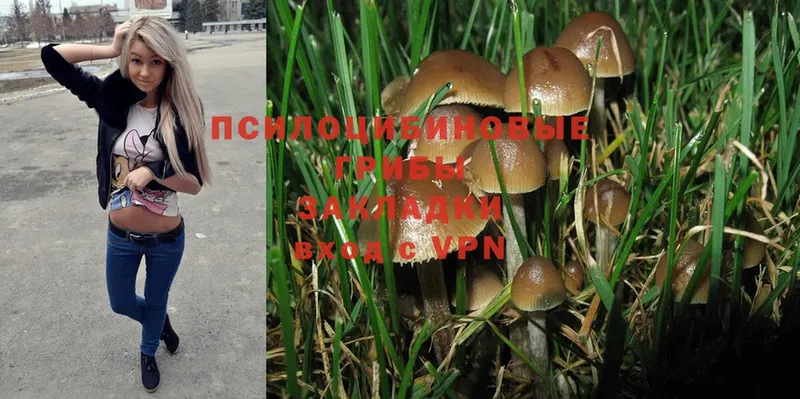 Псилоцибиновые грибы Psilocybine cubensis Болхов